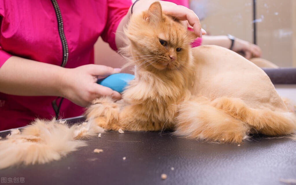 猫奴须知猫得猫癣会死吗,猫奴是不是有病