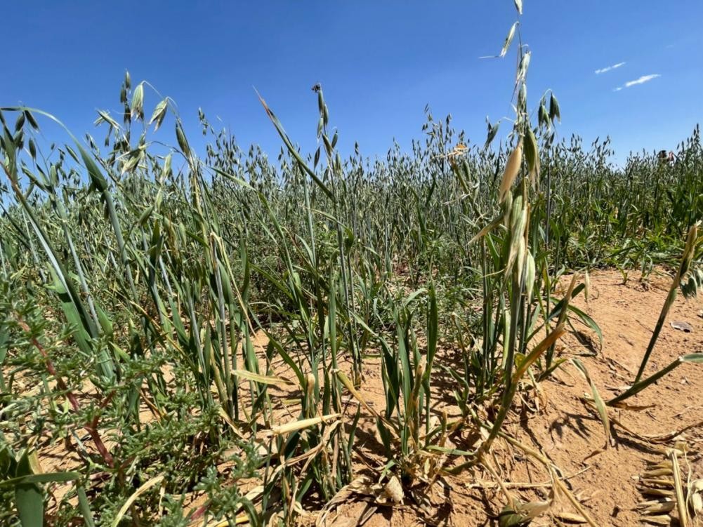 高端品质沙漠有机奶,沙漠有机奶产自哪里