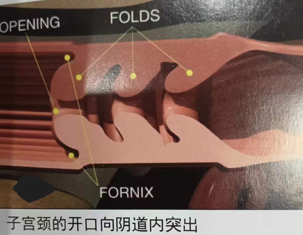 如何提高母牛同期的繁育能力,如何提高母牛受孕率