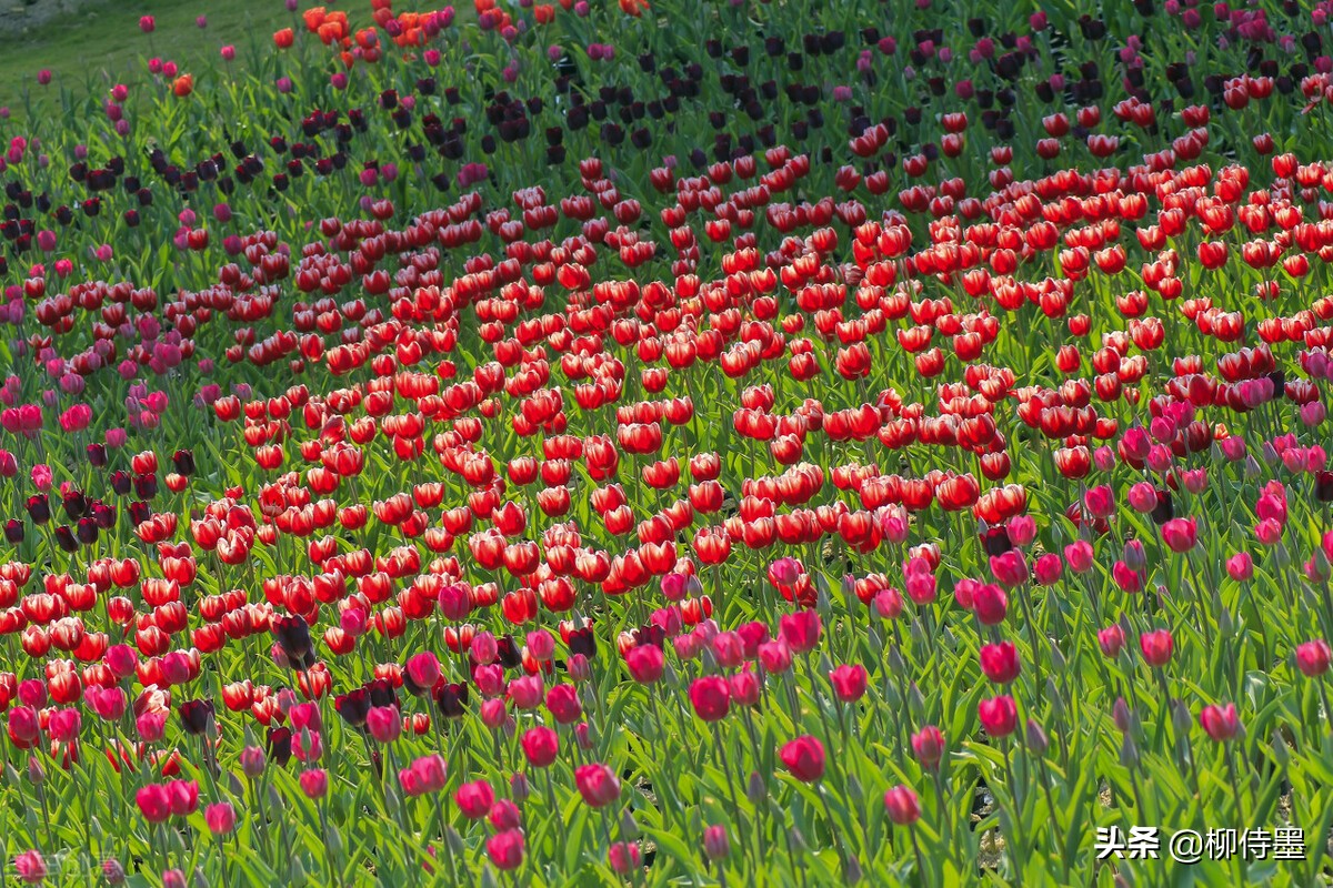 如何拍郁金香才有意境,郁金香拍照姿势怎么拍好看