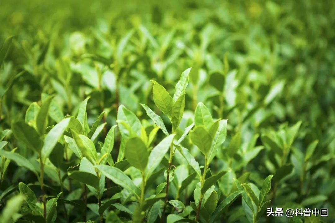 茶叶都有哪些猫腻,茶叶怎么区分有没有农药