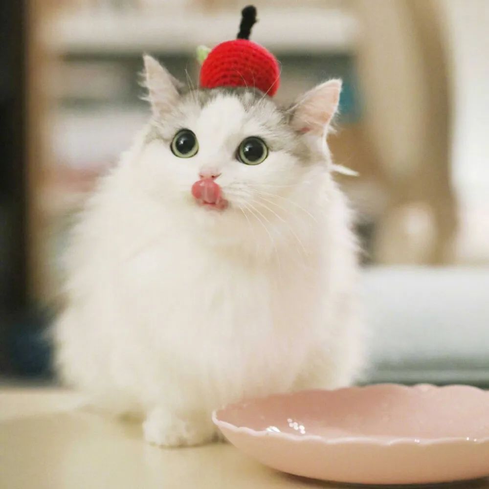 猫贩子买猫被骗,别被可爱的外表欺骗了