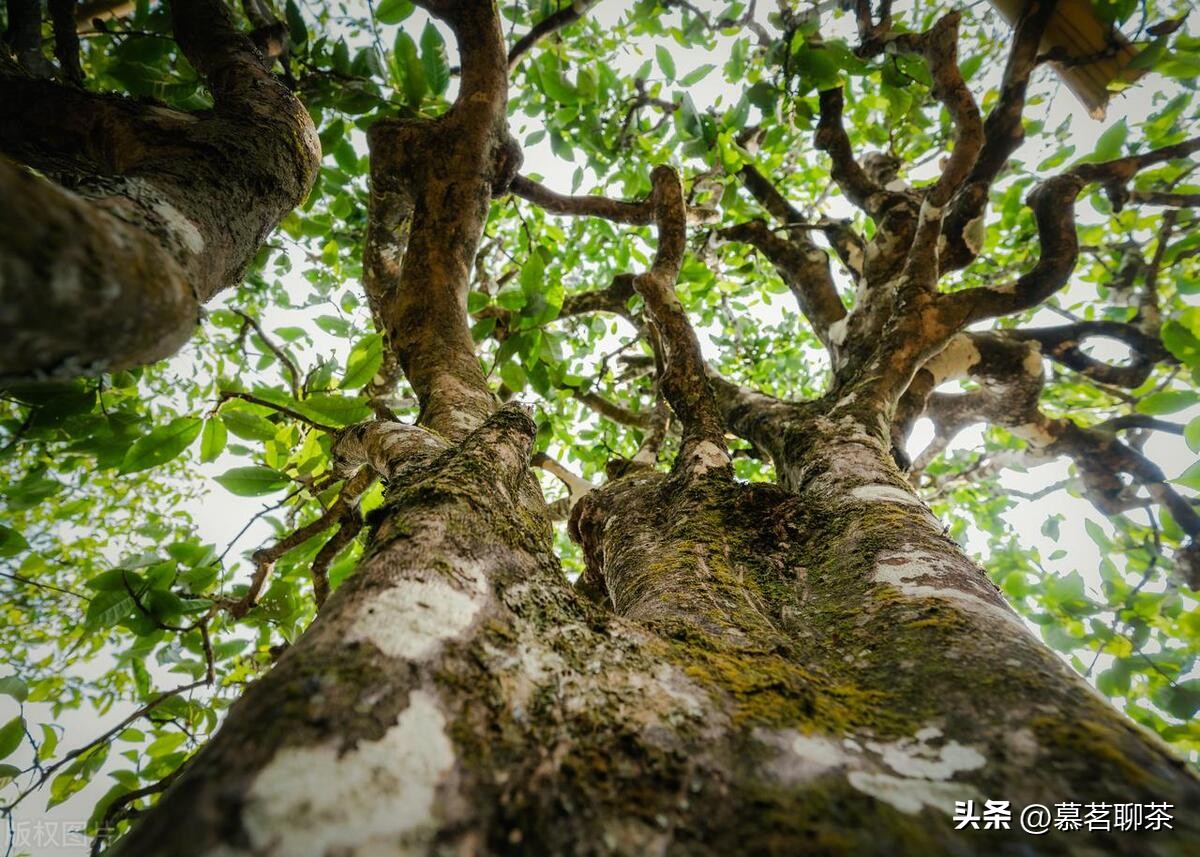 普洱茶神话破灭,普洱茶炒作的真相是什么