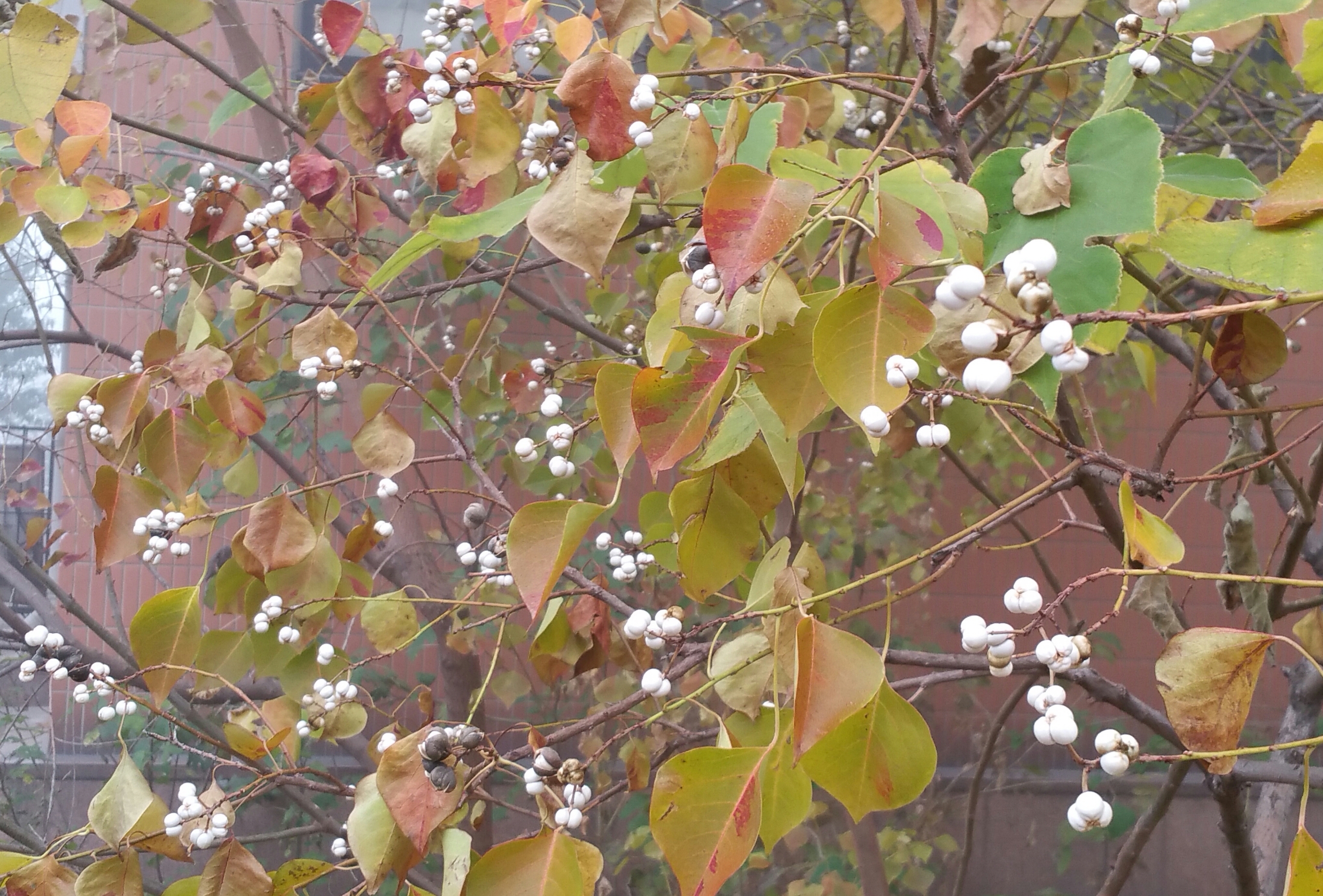 乌桕白蜡,乌桕树春天叶子颜色