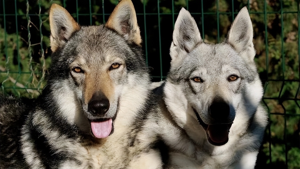 最像狼的狗捷克狼犬,捷克狼犬到底有多帅