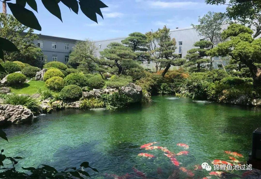 池养锦鲤新手必备十大忠告,锦鲤和什么一起可以有效清理藻类