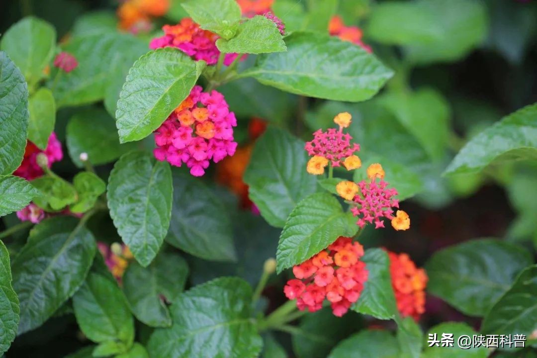 石楠花这么臭为什么要种呢,石楠花为什么种这么多