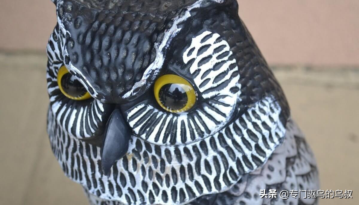 如何处理楼顶鸽子,驱赶楼顶鸽子的最有效方法