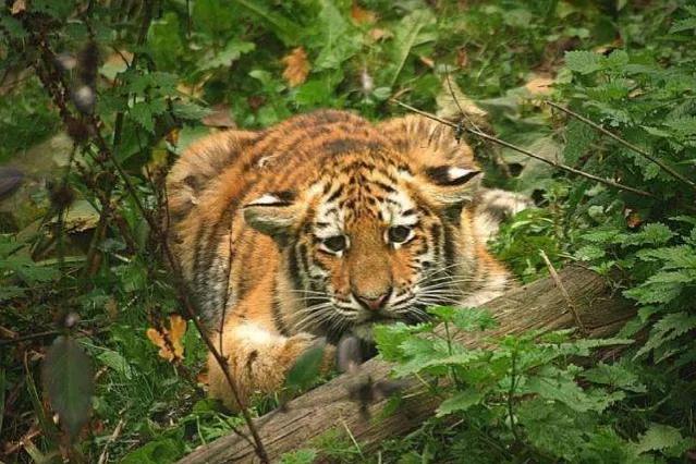 黑熊为什么害怕东北虎,狼群为什么不怕大棕熊怕老虎