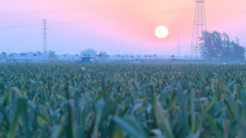 江苏徐州：你听，金“蒜”盘拨响乡村振兴协奏曲