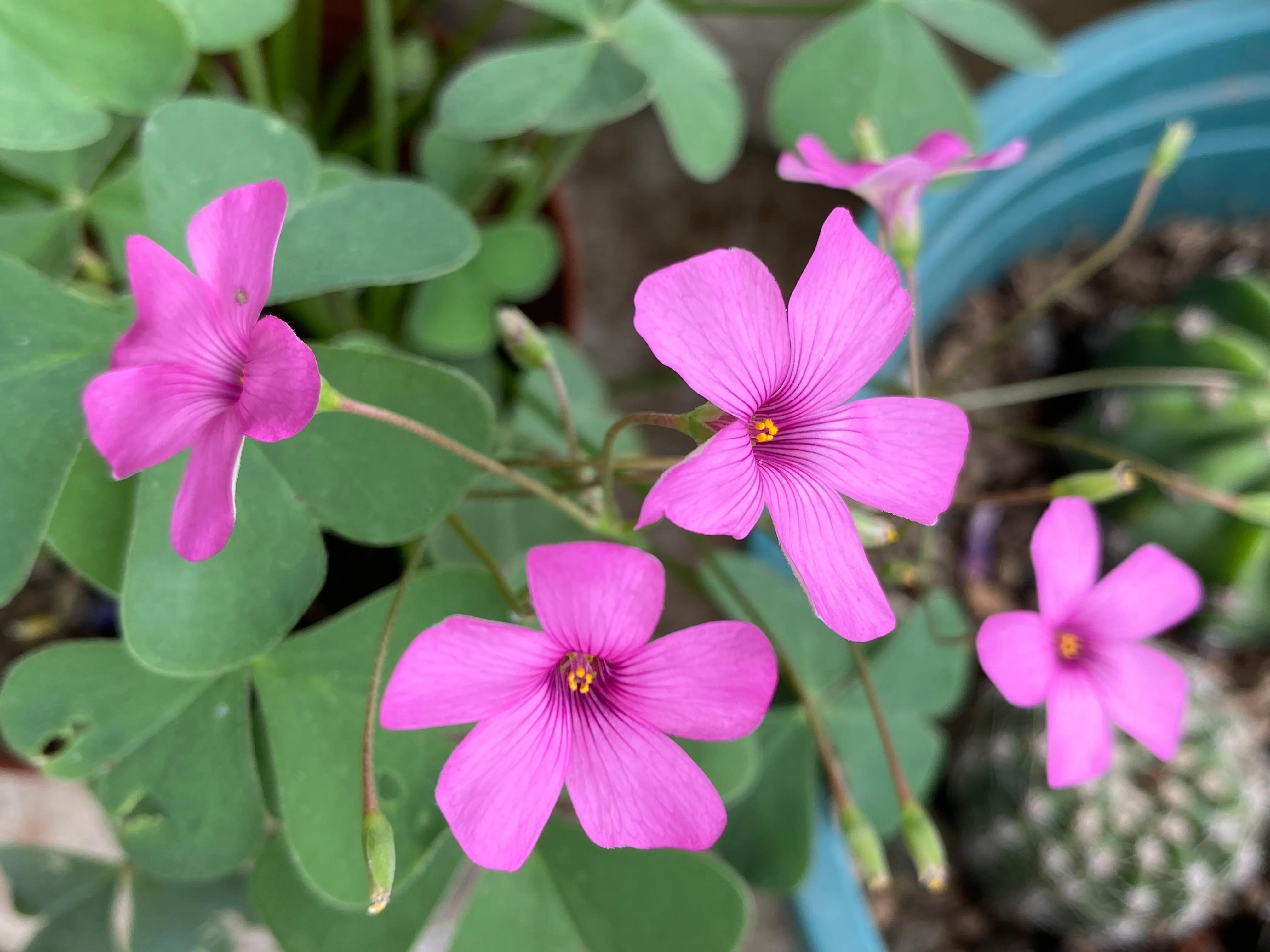 酢浆草起死回生记