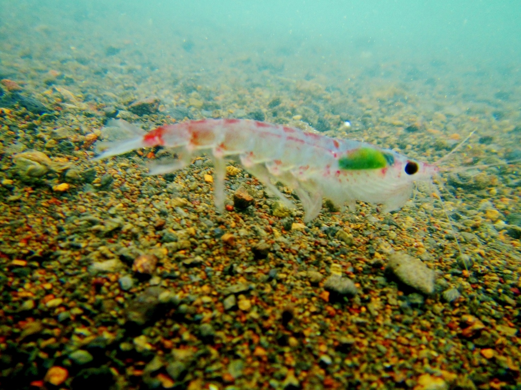 中国南极磷虾金矿,全球南极磷虾资源