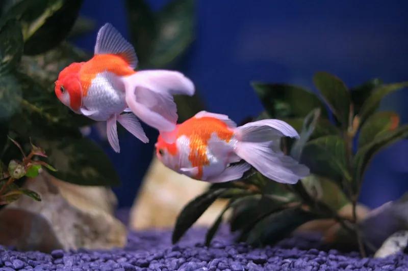 最好养的观赏鱼冷水鱼有哪些中型,冷水鱼有哪些观赏鱼比较好看