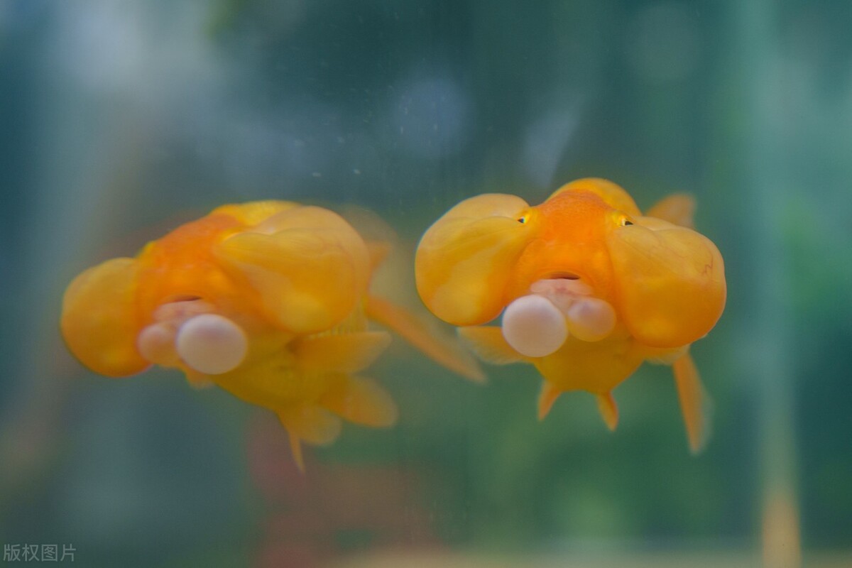 金鱼好养吗养金鱼的注意事项,金鱼怎么养才能养好不生病