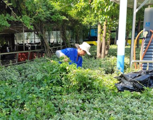 小区绿化养护日常管理方案,小区园林绿化养护知识