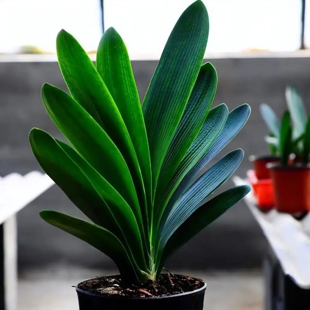 君子兰的叶片长得越来越短,君子兰叶子越来越窄怎么处理