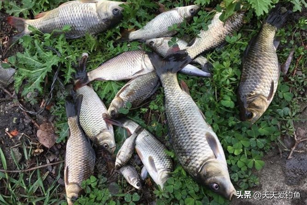 大浮漂小浮漂灵敏度,软尾浮漂和硬尾浮漂区别