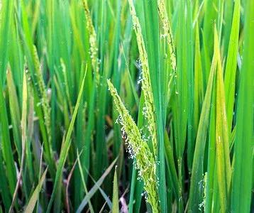 水稻是我国三大主粮之首,最早的五谷有水稻吗