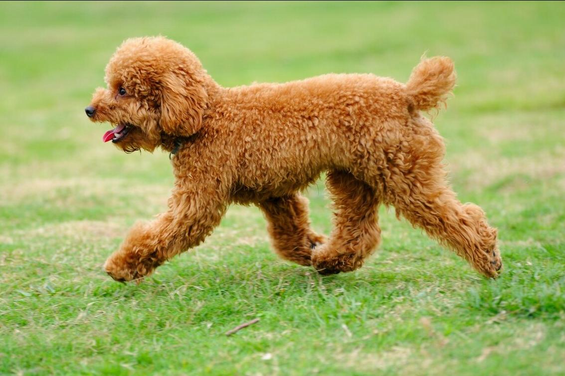 泰迪贵宾犬怎样区分,泰迪贵宾犬怎么区分