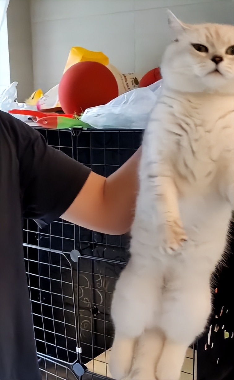 猫咪外出回来总是小心翼翼的,猫咪出走三个月后回来大变样