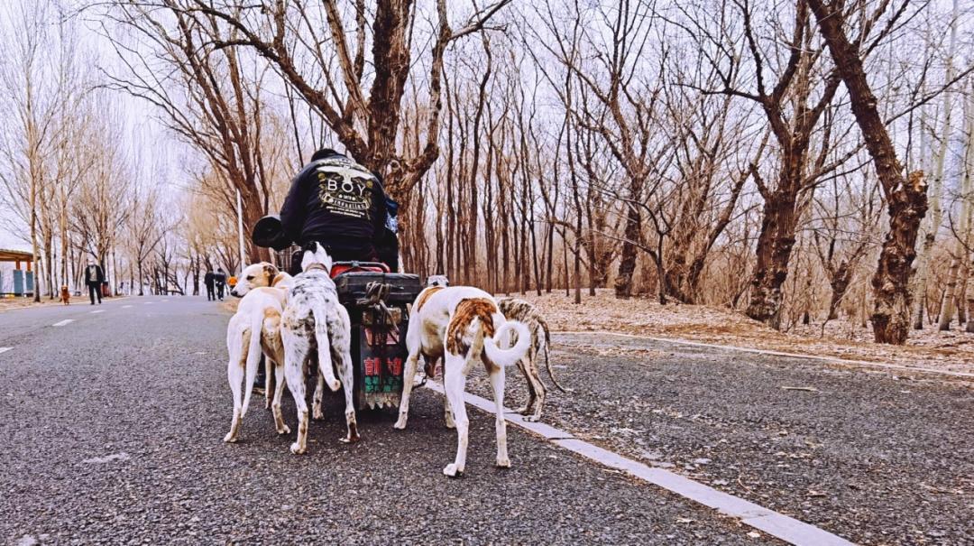 养狗人的视频,养狗人皮肤过敏的症状和表现