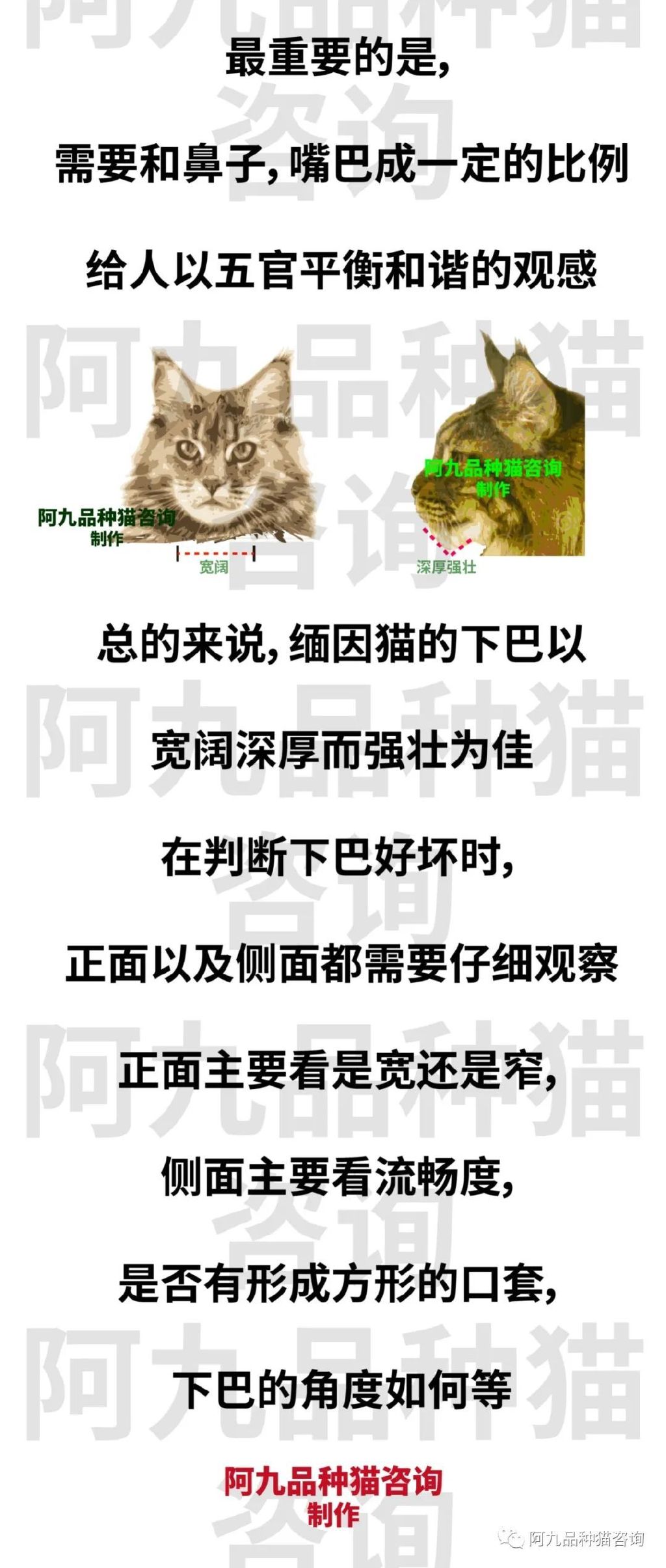 正宗缅因猫哪些颜色的贵,缅因猫品相极好的多少钱