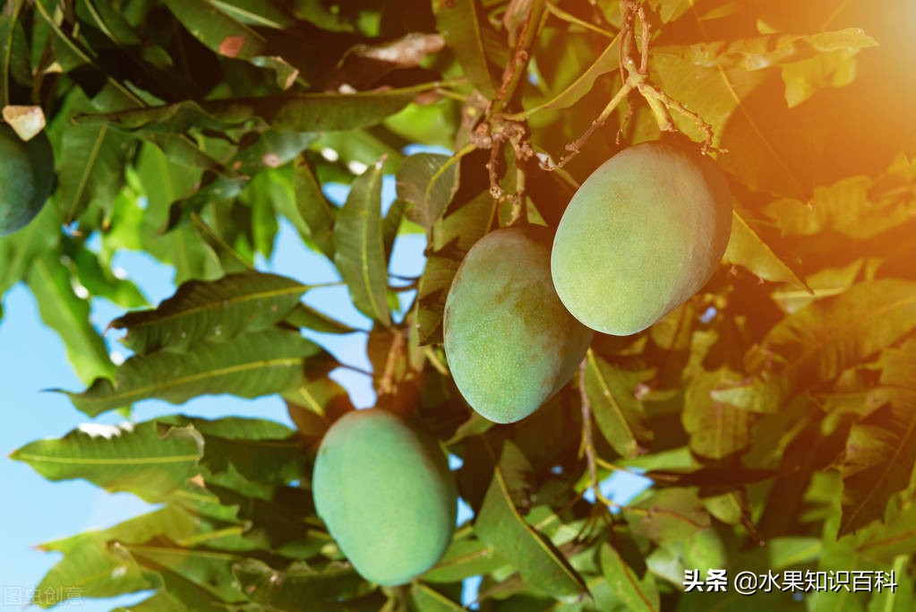 那些你不知道的冷知识,杧果和芒果的区别