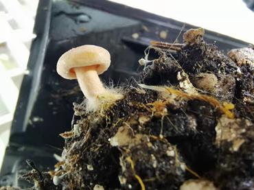 四川食用菌最新栽培技术,新型食用菌品种研发