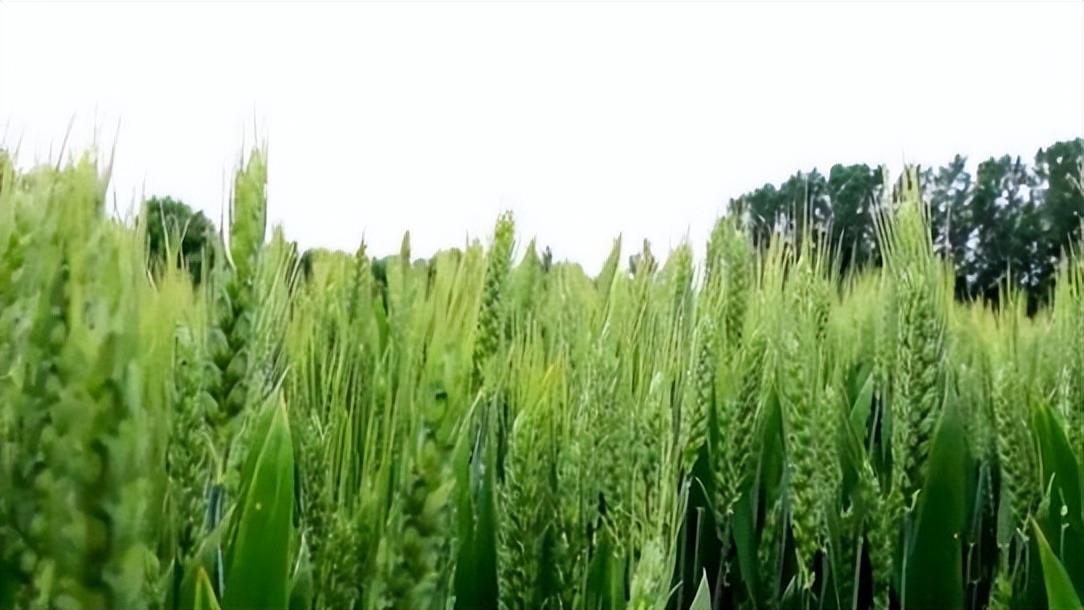 青麦当饲料？官方通报来了，但这背后的逻辑怎样才合理合法？