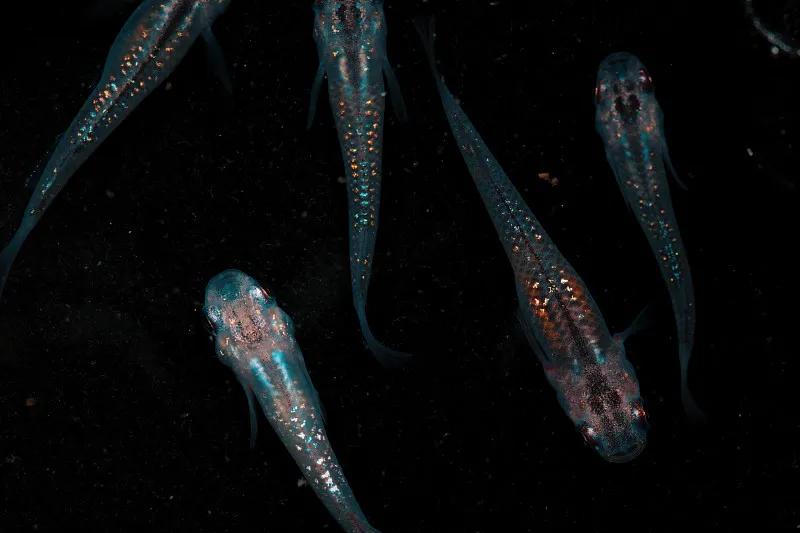 最好养的观赏鱼冷水鱼有哪些中型,冷水鱼有哪些观赏鱼比较好看