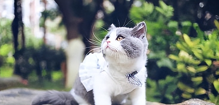 各个品种猫咪大概的价格,盘点各种猫咪的价格