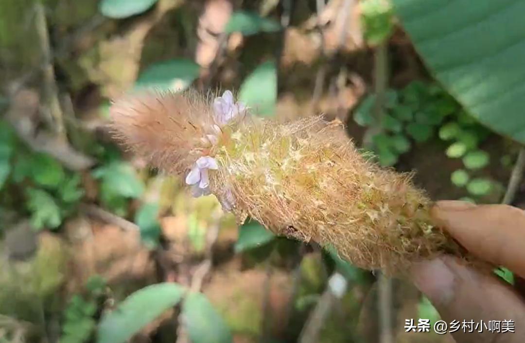 狐狸尾巴红色植物,狐狸尾巴的植物有哪些