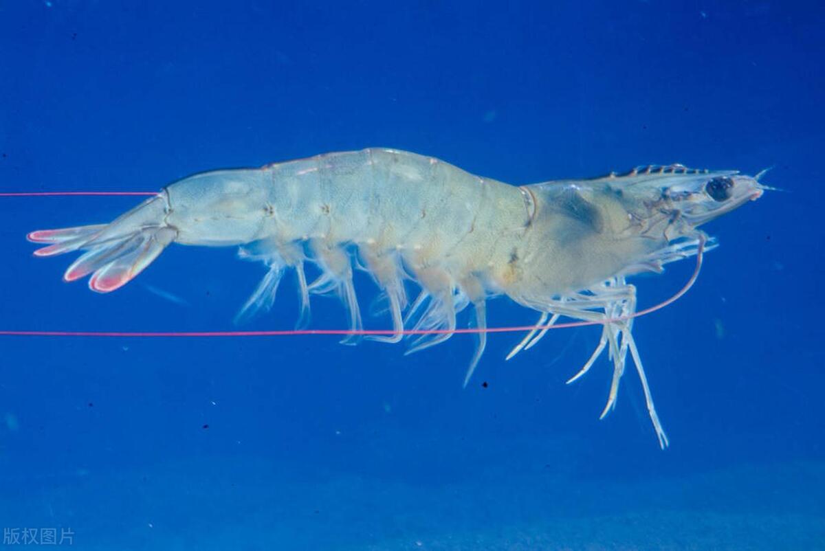 南美白对虾养殖过程中的水质管理,南美白对虾养殖的水质和底质管理