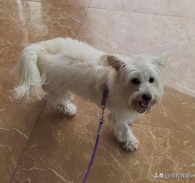 寻找花色串串狗,郑州捡西高地犬