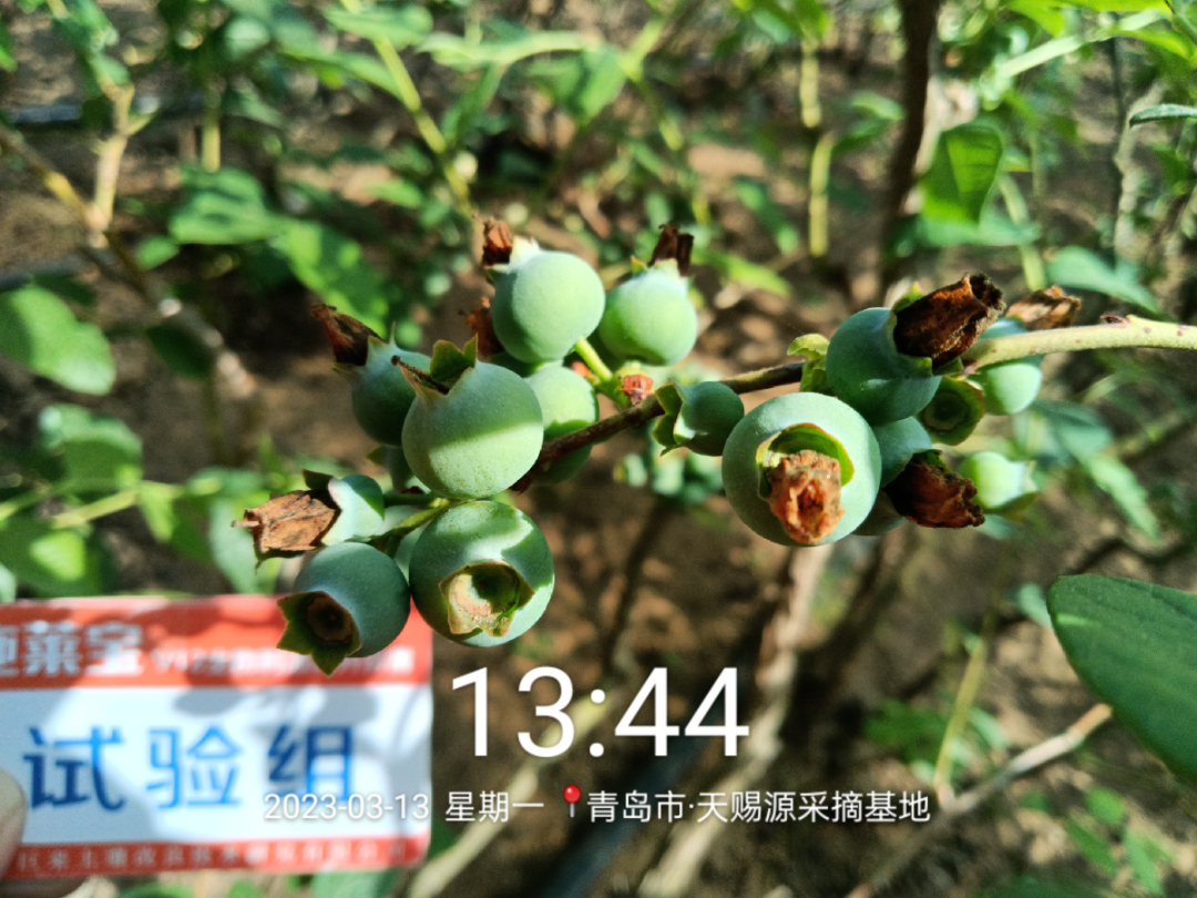 蓝莓大果哪个品种早熟,蓝莓大果新品种