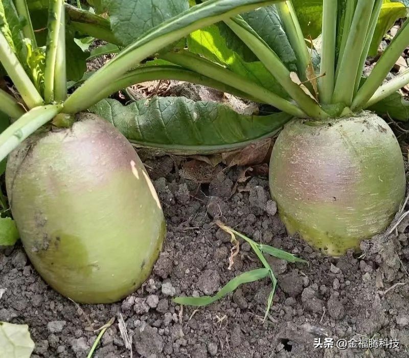 金玉园萝卜熟了~15日采摘期，清甜无辣，原汁原味，自然生长