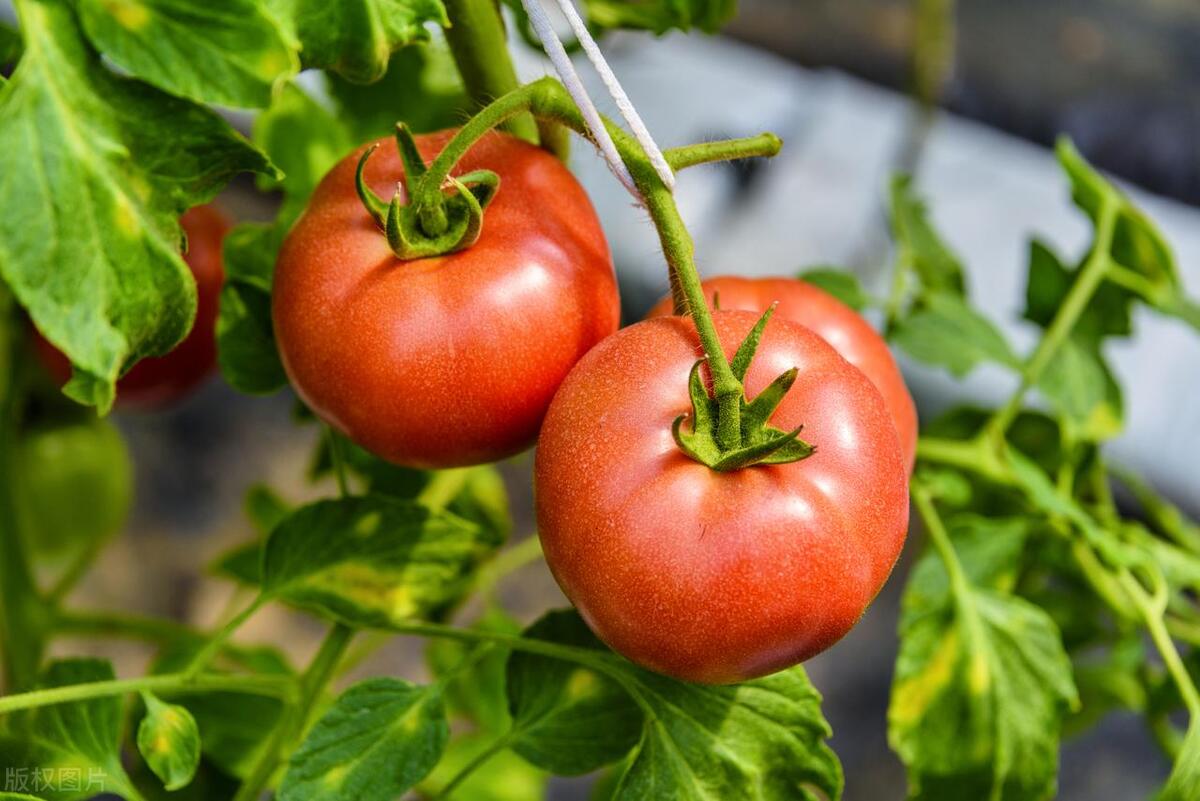 2023十大农业种植致富项目推荐,2023年网络赚钱项目