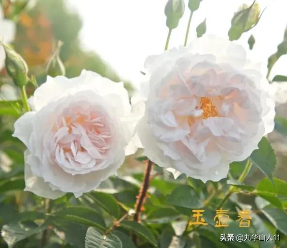 天狼月季新品预售,天狼月季官方旗舰店烛光月季