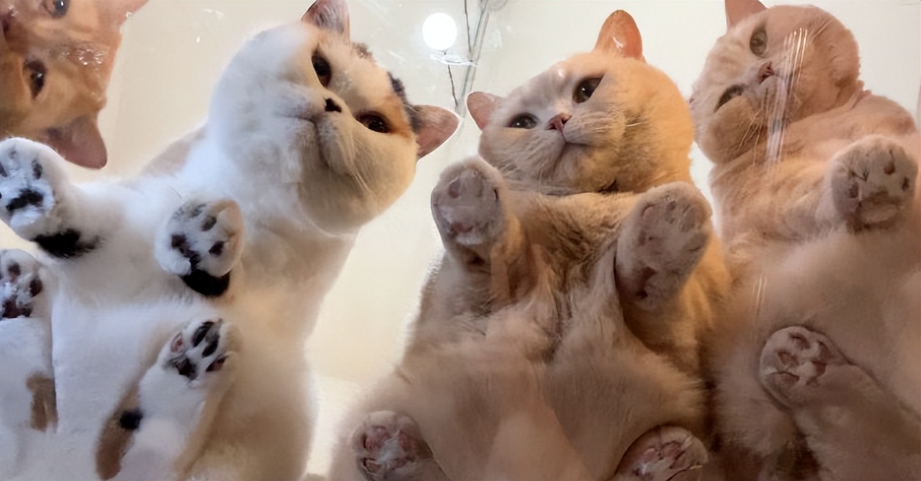 家庭用玻璃桌,家庭专用玻璃桌