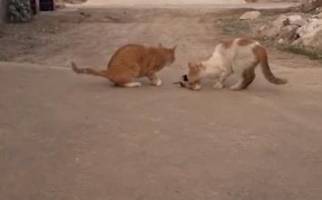 猫咪为啥叼着玩具嚎叫?谷歌569万搜索解密...