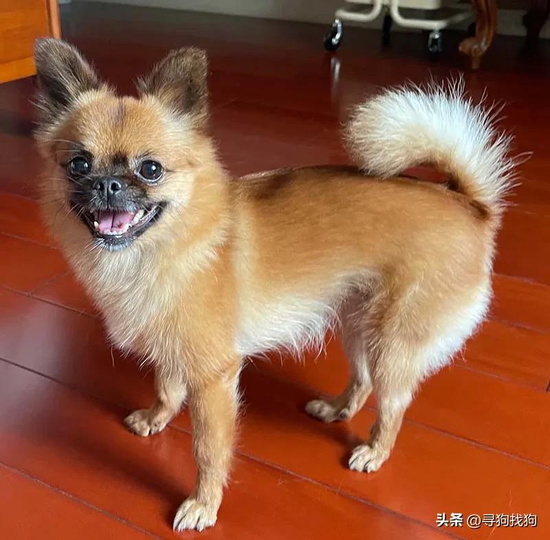 最新无锡中华田园犬领养,合肥寻找中华田园犬