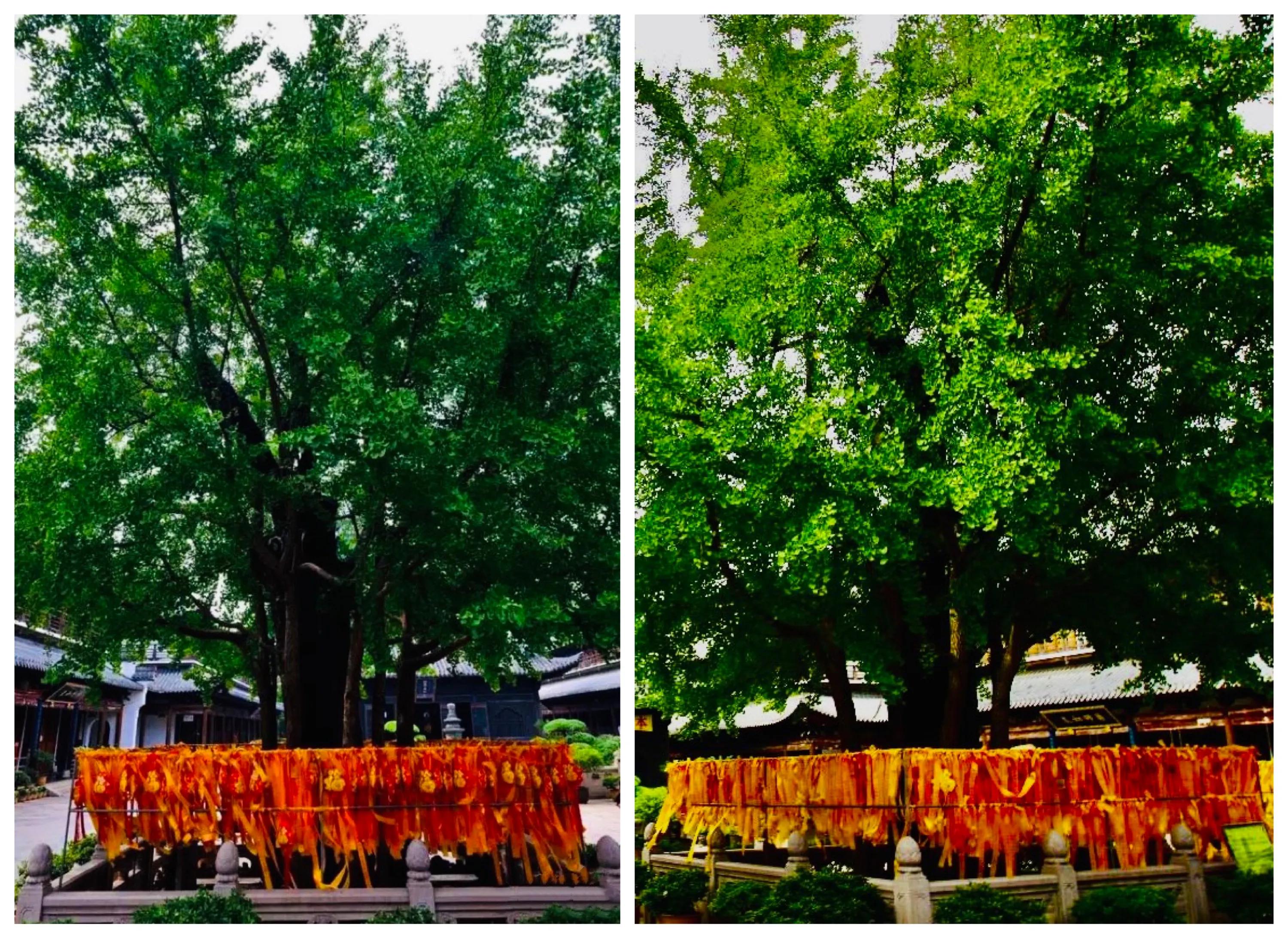 上海真如寺简介,上海真如寺方丈