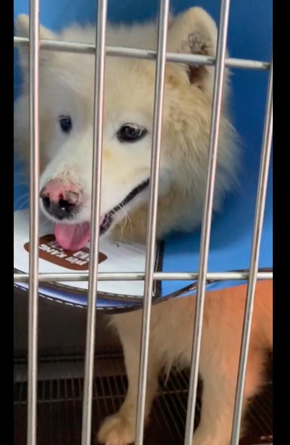 萨摩耶肿瘤狗狗被卖,萨摩耶被人卖了