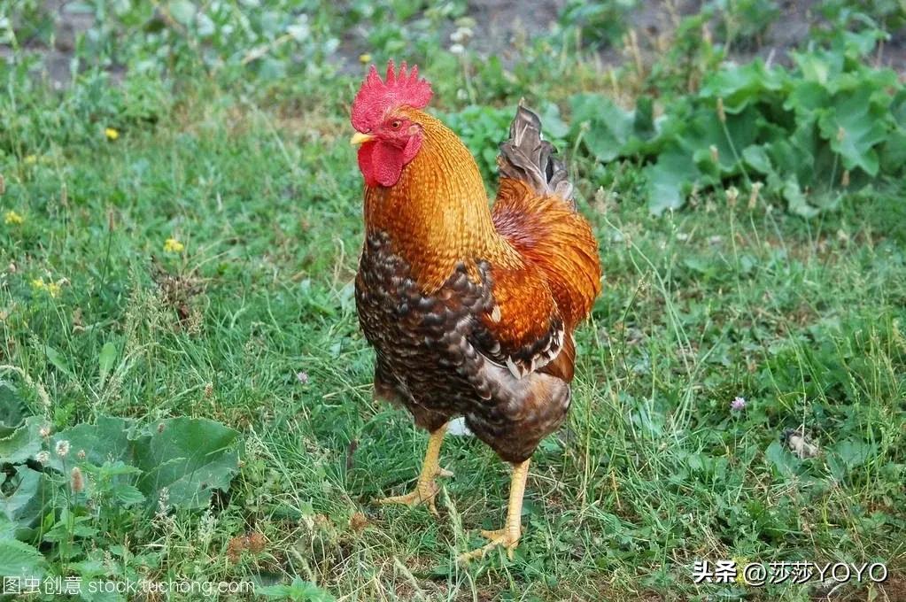 1969年11月出生的属鸡事业运势,属鸡人2022年虎年事业运势