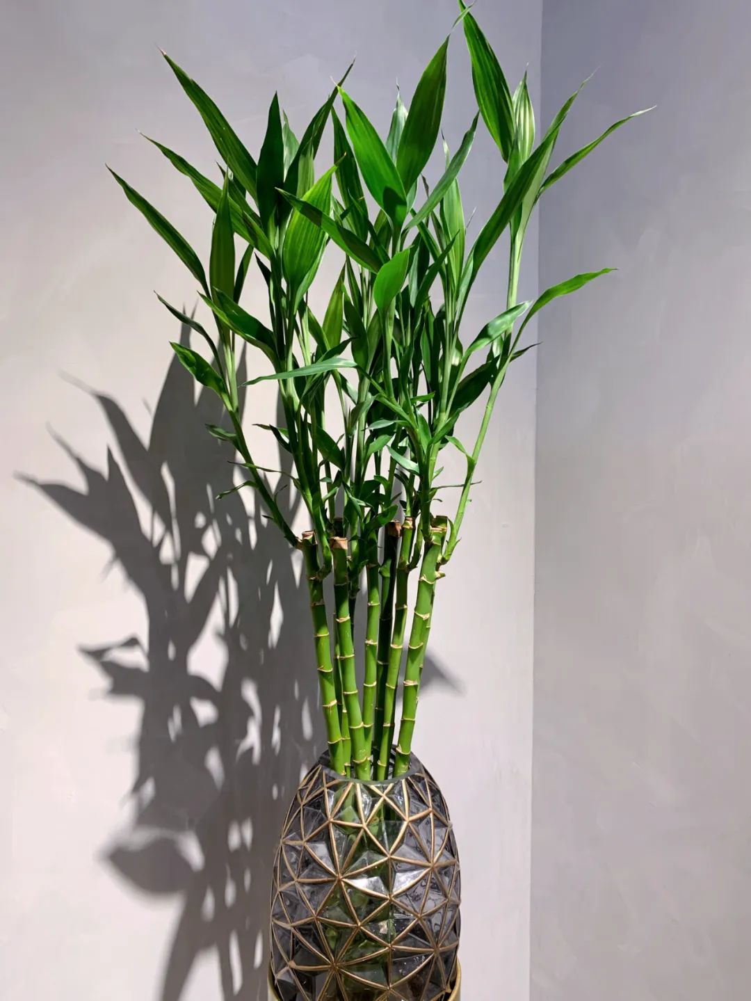 bolle探店|走进博乐系统门窗东方工匠店，探究匠心博乐的独特魅力