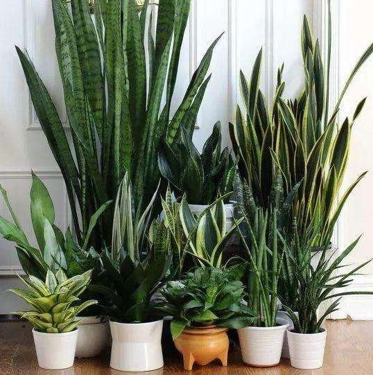 家里养什么盆栽好去甲醛净化空气,什么植物去甲醛旺宅