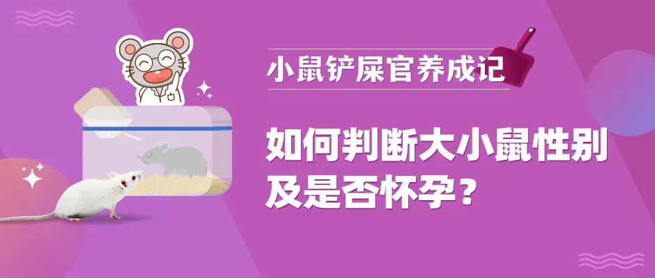 让我看看，还有谁不知道怎么判断大小鼠性别及是否怀孕？