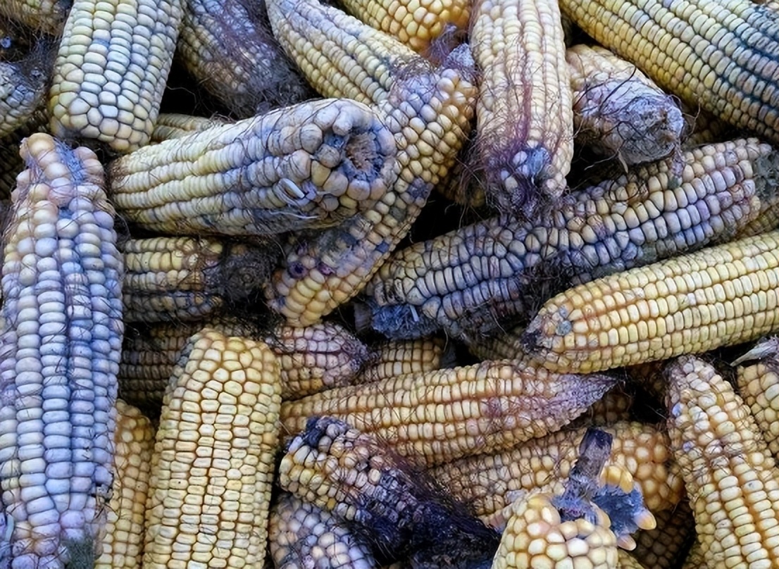 吃发霉玉米一家人中毒身亡,吃了发霉的玉米会得肝癌吗