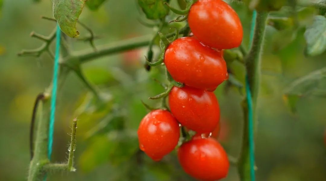 云天化“乡村振兴大地故事”——76万元的“特”果