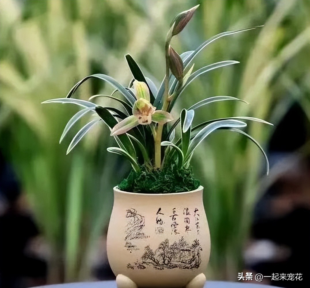 卧室阳台放什么颜色的兰花好看,兰花家养北阳台还是南阳台好